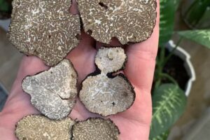 IMG_0149-ezgif.com-resize